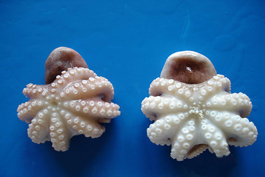 Octopus ocellatus